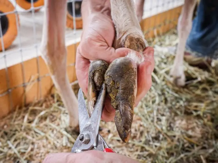A-Z Sheep Hooves Anatomy, Problems, Trimming, Caring
