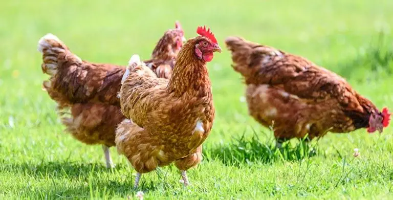Are Chickens Cold-blooded Or Warm-blooded