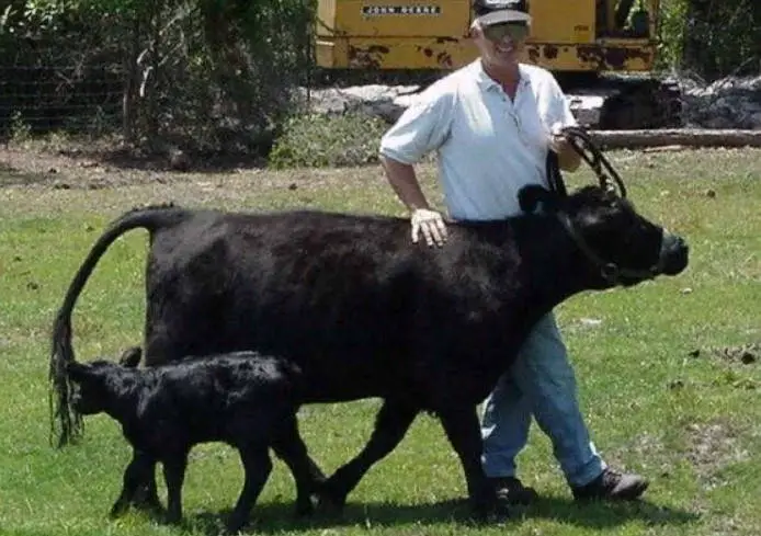 Australian Lowline Cattle