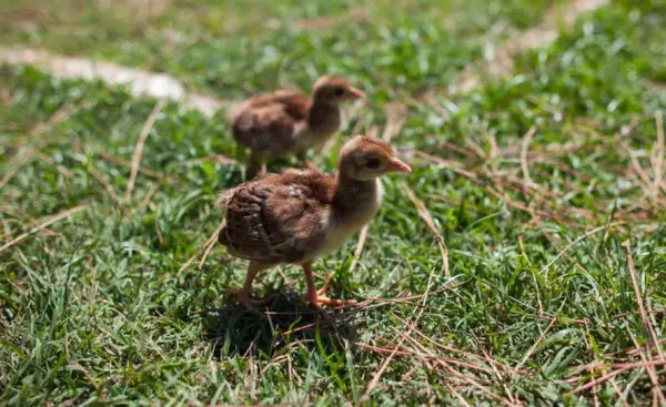 baby peacocks