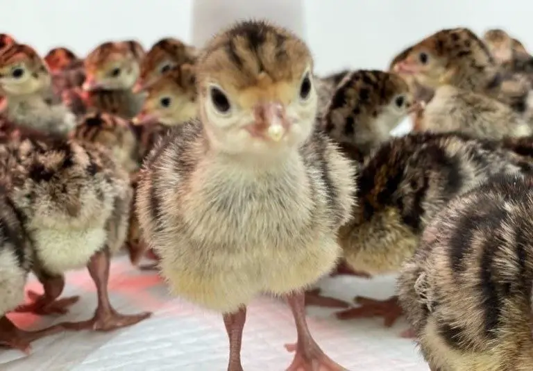 baby turkey care, baby poult food, baby turkey chick az