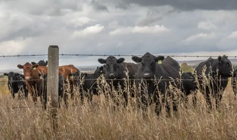 best barbed wire for cattle reviews