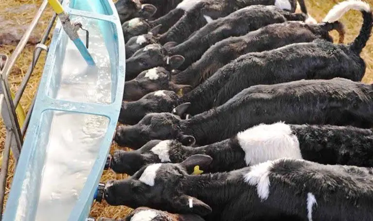 best calf milk replacer reviews