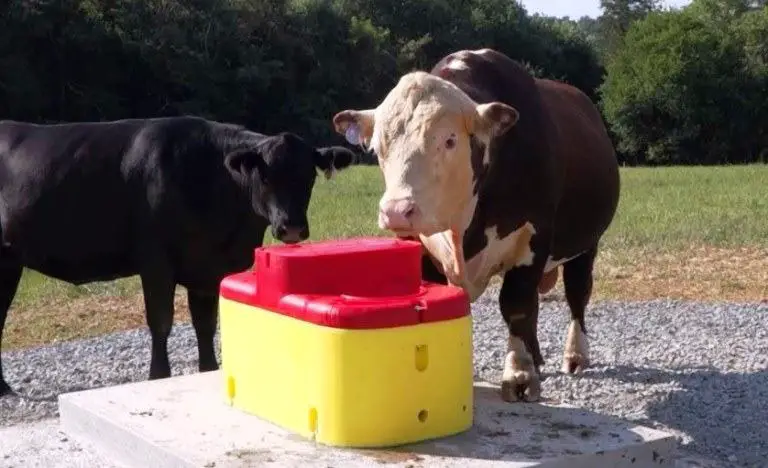 best cattle waterer reviews