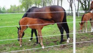 best electric fence for horses reviews
