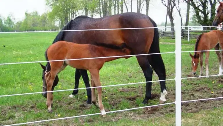 best electric fence for horses reviews