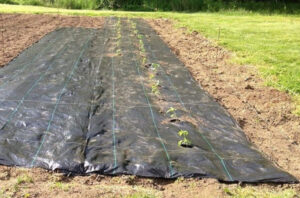 best weed barrier reviews