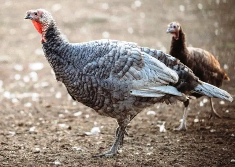 blue slate turkey