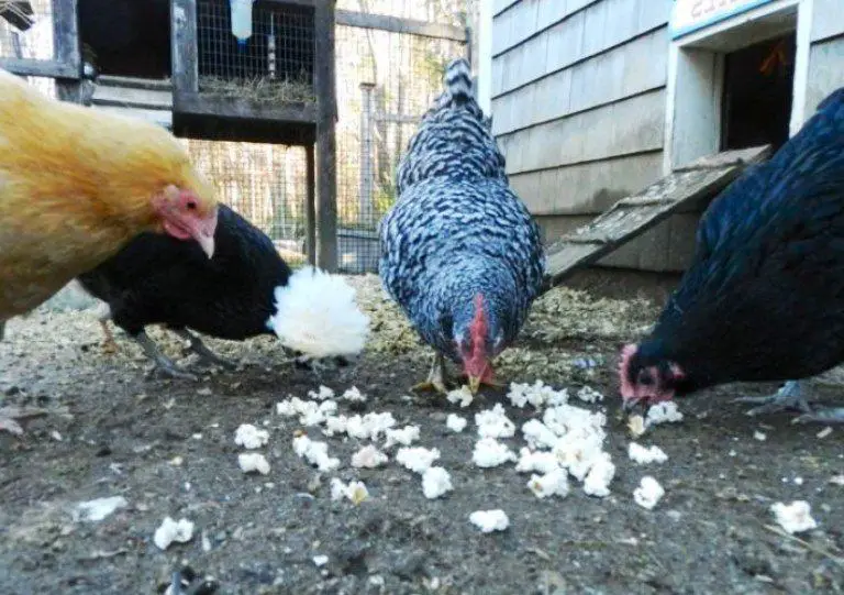 Can Chickens Eat Popcorn