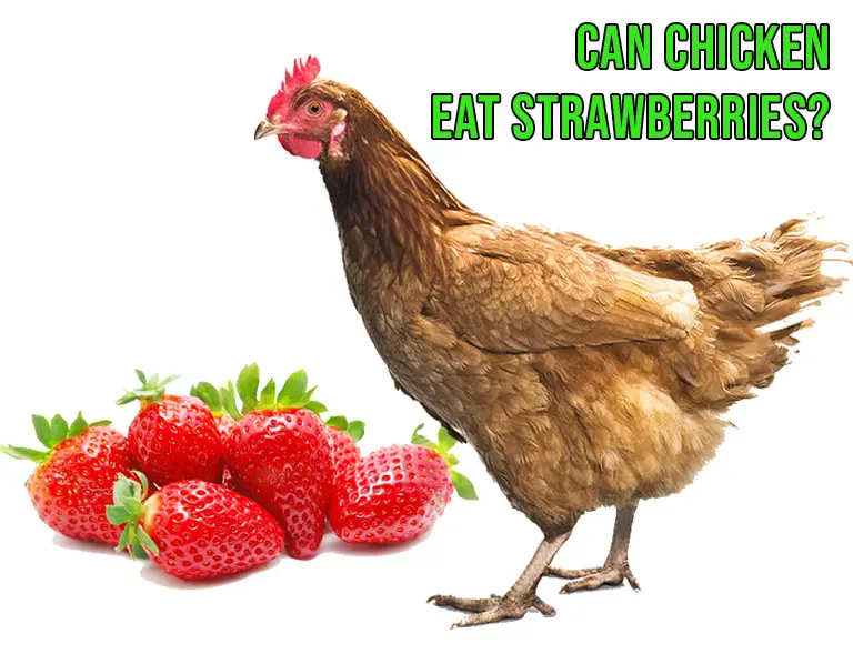 can chickens eat strawberries
