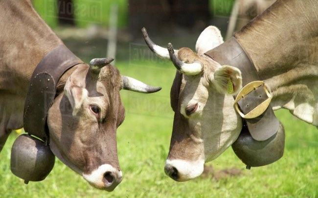 cows wear bells when grazing