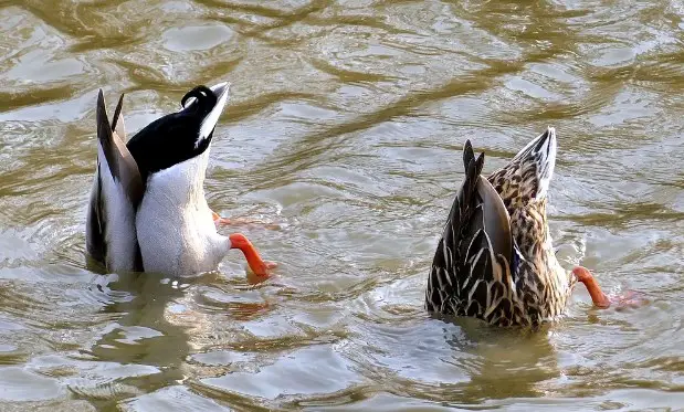 Dabbling ducks