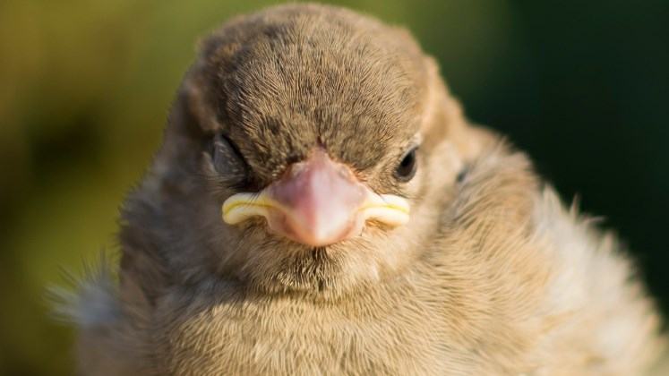 duck sleep with one eye open