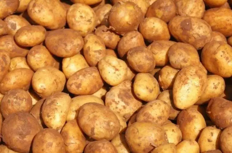 feeding potatoes for goats