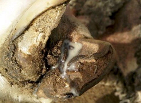 Foot Abscess in sheep