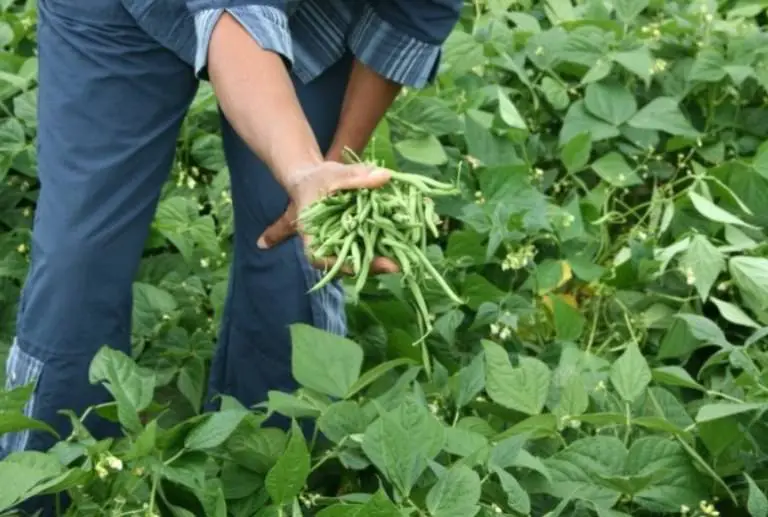 green beans full grown