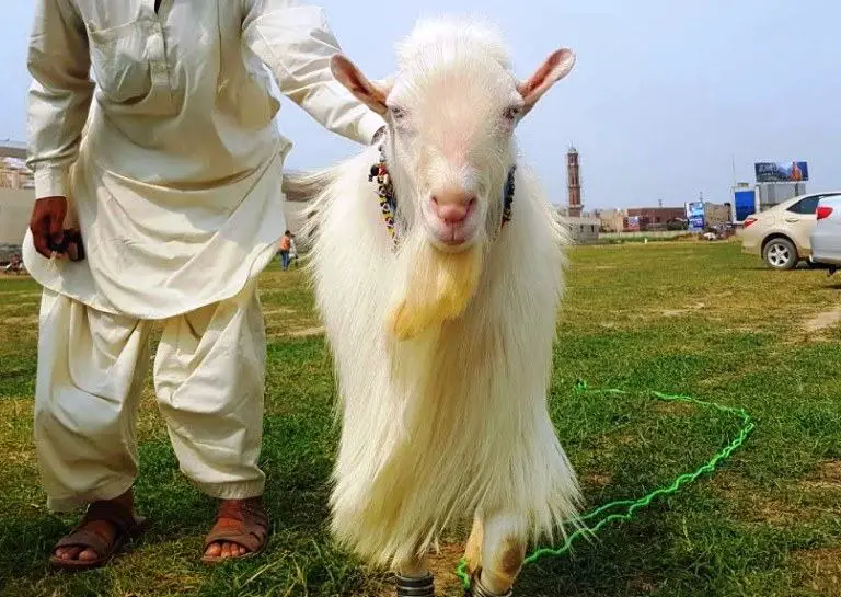 gulabi goat a-z information