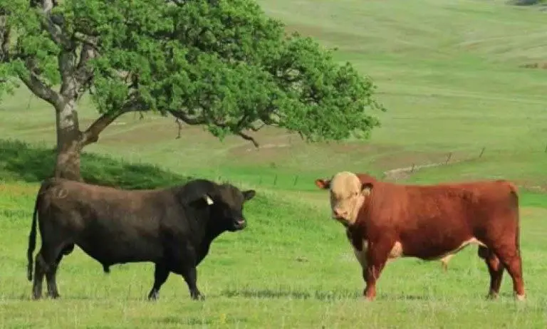 hereford vs angus cattle