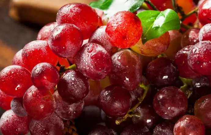 Horses love eating grapes