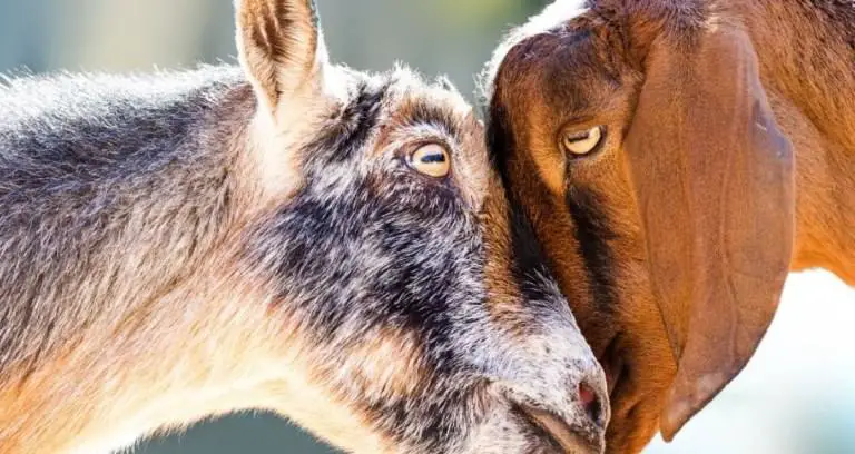 How Do Goats Show Affection