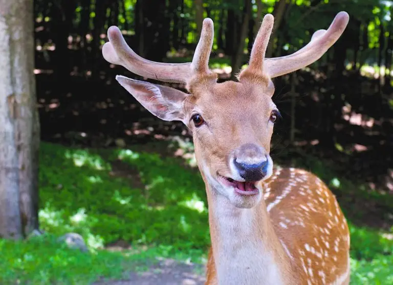 How Long Do Deer Live On Average
