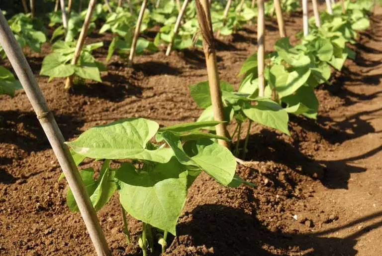 How Many Green Beans Per Plant