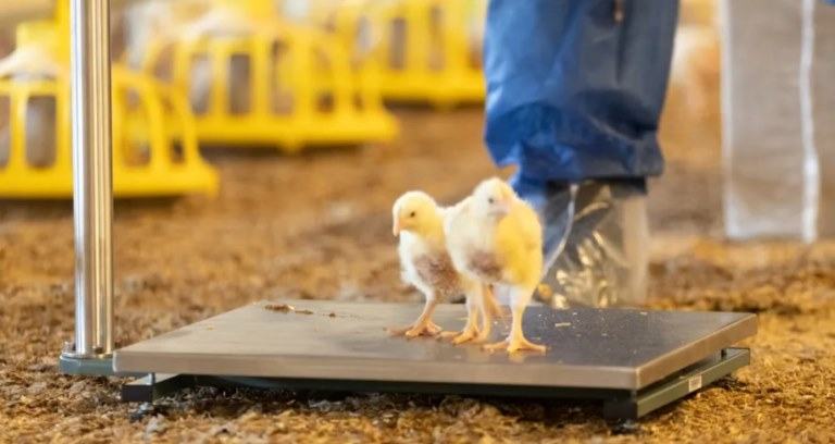 how much do chickens weigh