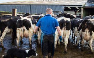 ideas of best gift for dairy farmer