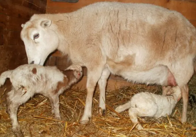 Katahdin sheep breeding cycle
