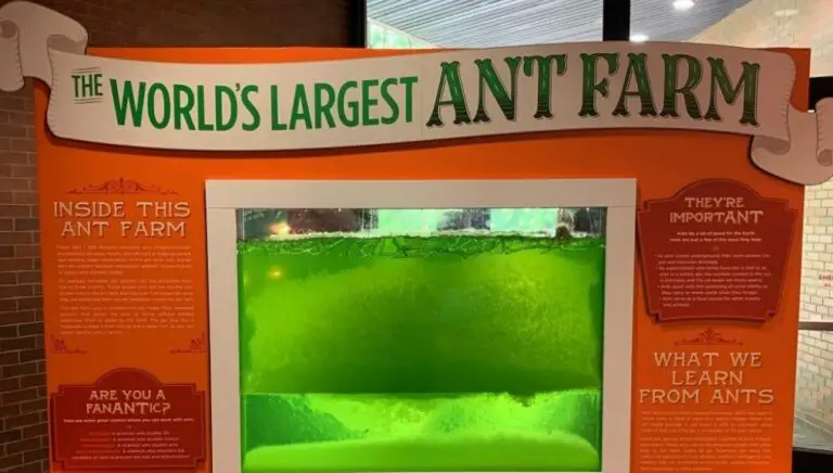 largest ant farm