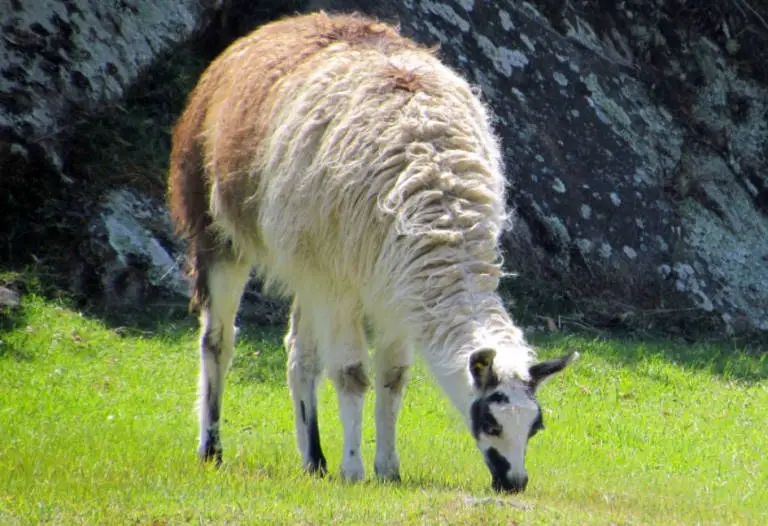 llama eating grass