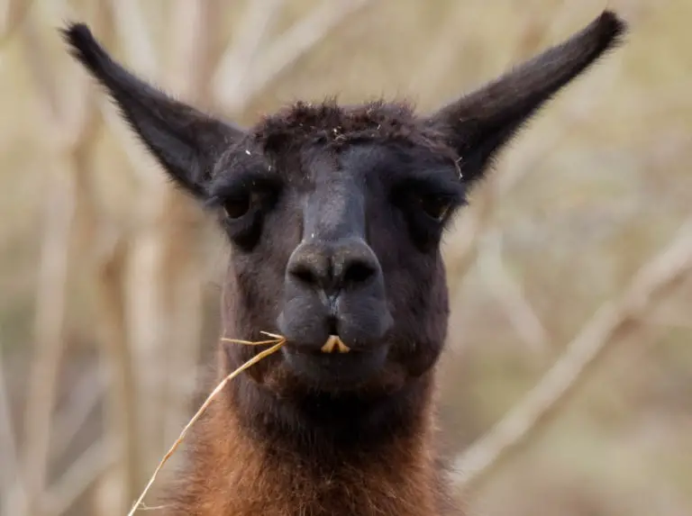 llama eating hay