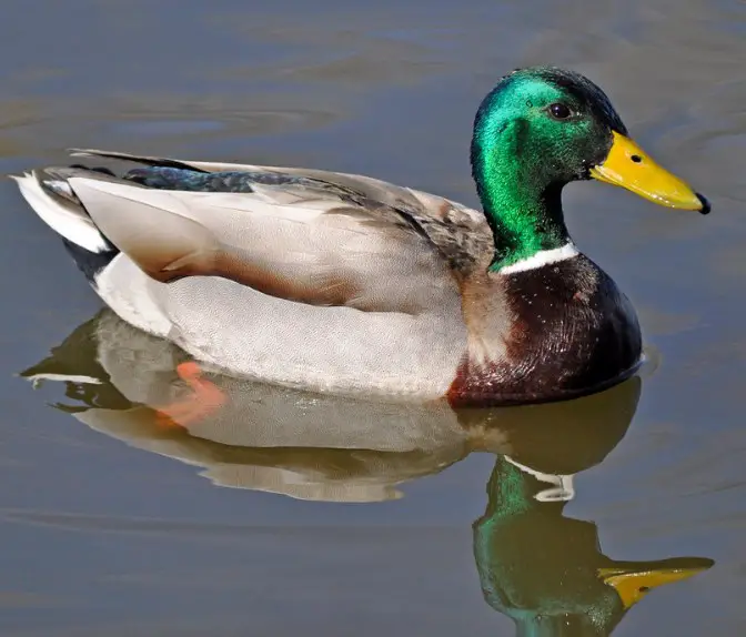 mallard ducks