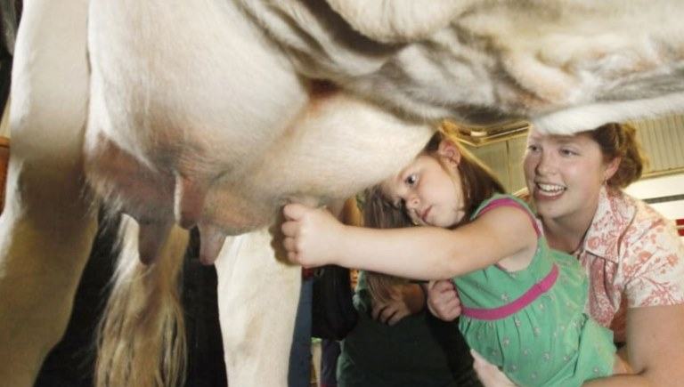 milking cow by hand