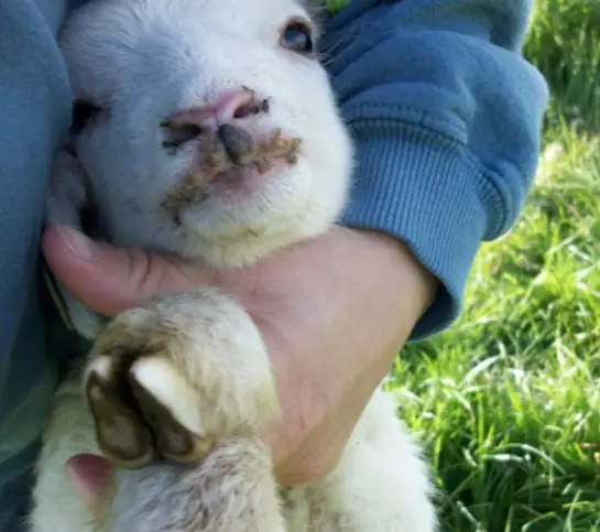 SoreMouth in sheep hoof