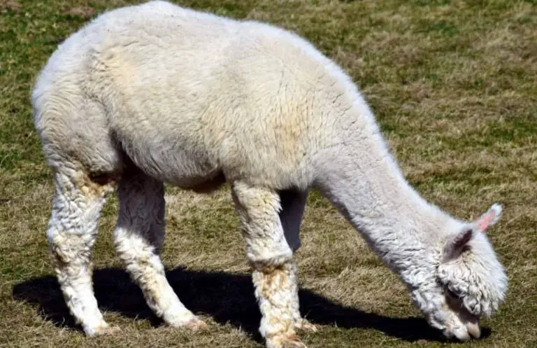 what do llamas eat and drink