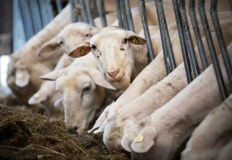 What Do Sheep Eat - Sheep Food List
