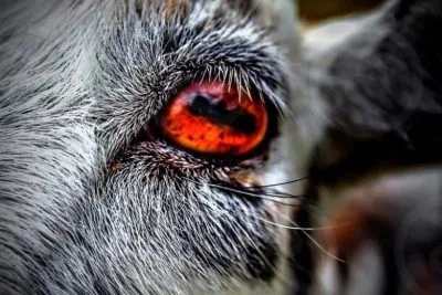 fact about goat eyes