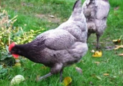 Prairie Bluebell Egger Chicken