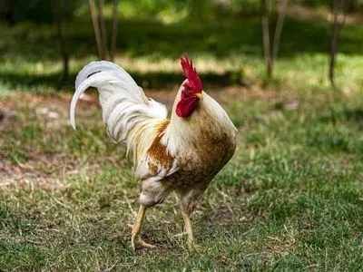 can chickens eat broccoli