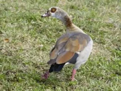 Duck walking around in the grass
