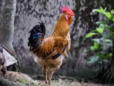 Raise Chickens and Turkeys