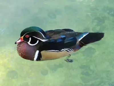 Duck swimming in pond