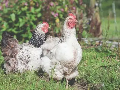 chickens standing together in the grass