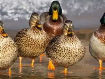 Two male ducks with three female ducks