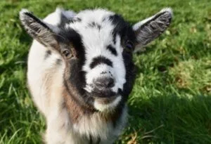 baby goat poop chart