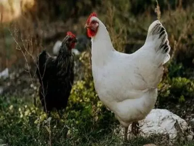 can chickens eat apples