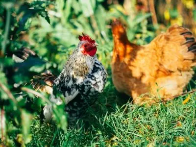 Two chickens in green grass