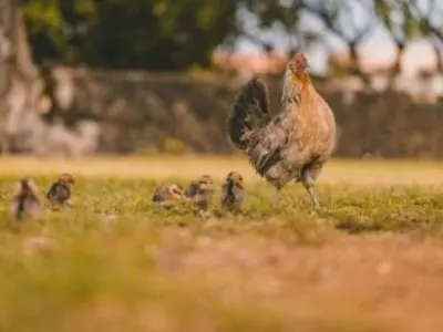 Can chickens eat carrot tops and carrots raw?
