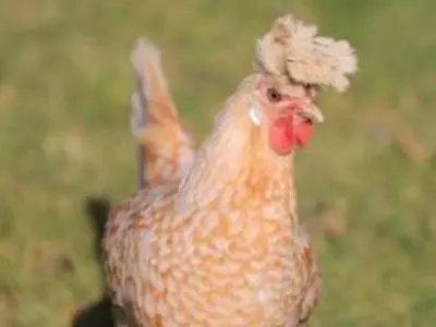 Can chickens eat cucumbers as part of their diet?